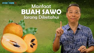 MANFAAT BUAH SAWO JARANG DIKETAHUI [upl. by Norok]