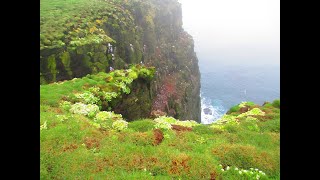 Watching nature in the Latrabjarg bird cliffs  360 Degree  5k  VR Experience [upl. by Anairda]