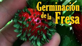 🍓 Como GERMINAR semillas de FRESA🍓 o FRUTILLA de forma rápida y fácil [upl. by Kwang160]