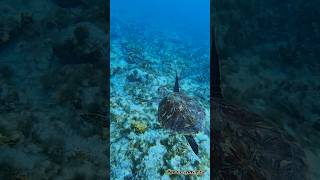 Jump into the blue⬇️🐠🐬 Sal Island  Cape Verde  Catamaran Sodade [upl. by Lenes657]