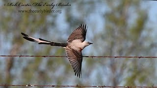 Tyrannus forficatus SCISSORTAILED FLYCATCHER slow motion flight compilation 3034007 [upl. by Amoeji]