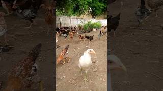 Desi poultryShortfarming shortfeed [upl. by Hairem829]