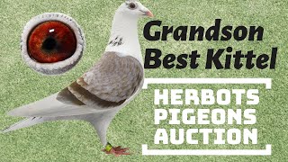 Grandson Best Kittel Very Famous Racing Pigeon Bloodline In The World Now In Herbots Pigeons Auction [upl. by Uhayile37]