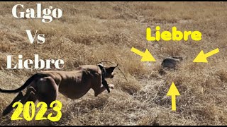 Galgos Vs Liebres 2023 Hare Coursing [upl. by Daenis]