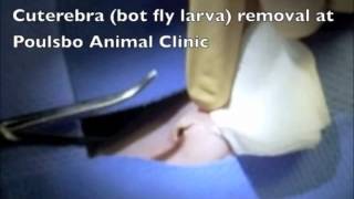 Cuterebra bot fly removal Poulsbo Animal Clinic [upl. by Etterrag]