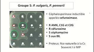 Lecture interprétative de l’antibiogramme des entérobactéries [upl. by Aldrich3]