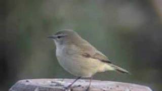 MOSQUITERO COMUN  CHIFFCHAFF [upl. by Lorne508]