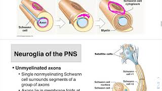 05 Neuroglia PNS and Myelin Formation [upl. by Ened52]