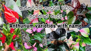 Anthurium varieties with name  Anthurium wagawa sinhala  මල් හැදුවට වර්ග අදුරන්නේ නැද්ද hishi [upl. by Deryl]