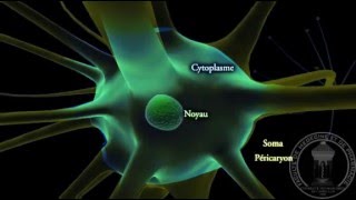 Physiologie du système nerveux  Neurone  partie 1 [upl. by Harman281]