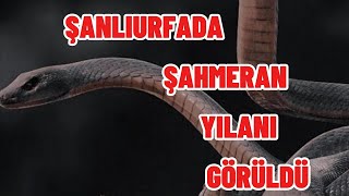 ŞANLIURFADA ŞAHMERAN YILANI GÖRÜLDÜ [upl. by Nybor721]