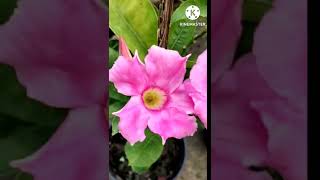 pink colour of allamanda flower in my gardenshortvideo [upl. by Arihat591]