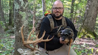 Wirehaired Dachshund tracks beautiful buck [upl. by Natalee]