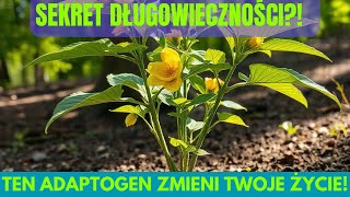 Ashwagandha Boski Superfood dla Twojego Zdrowia KANAŁ ZDROWIE [upl. by Swiercz]