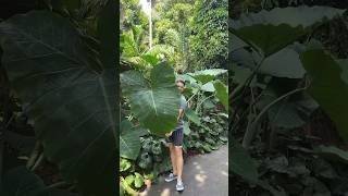 Found this giant Xanthosoma at the Botanic Gardens Sydney 😍 [upl. by Bautista]