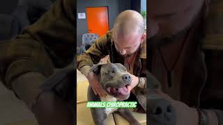 Animals Chiropractic 💚💚asmr dogshorts foryou dogs chiropractic türkiye love [upl. by Lauraine]