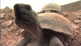 The Heat is On Desert Tortoises amp Survival Part 1 of 4 [upl. by Alracal]