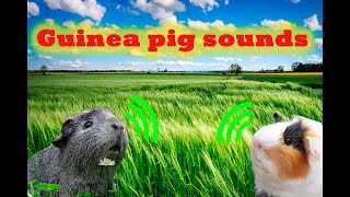 Your guinea pigs will go crazy heard this sound [upl. by Ranite]