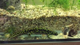 Triturus marmoratus [upl. by Hsivat456]