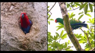 Eclectus Parrot Pair  Iron Range National Park [upl. by Cacka]