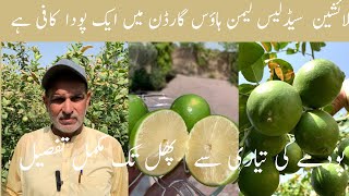 Malaysian lemon seedless lemon senghor lemon لیمو ں بیج کے بغیر [upl. by Airdnala6]