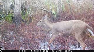 Maurepas WMA Trail cam videos end of yr 2022 [upl. by Zwick269]