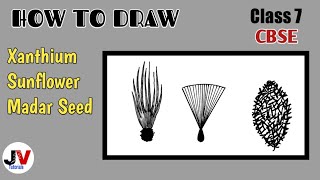 xanthium drawingxanthium seed diagramhairy seeds of madar drawing [upl. by Martinez]