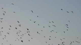 Rooks amp Jackdaws [upl. by Pasahow62]