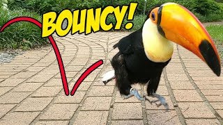 Toucan Hops to Cure Your Depression An ADORABLE Montage [upl. by Inah]