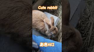 あきAKI おやつの巻 piano かわいい rabbit music 癒し [upl. by Thisbee]