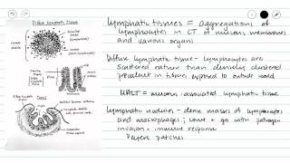 Lymphatic Tissues [upl. by Riannon689]