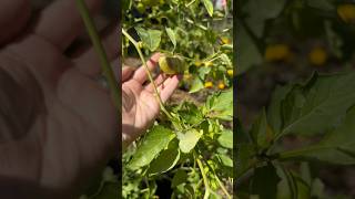 Tomatillo Harvest Time How to Tell When They Are Ready [upl. by Gnehp]