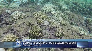 Bleached coral shows signs of recovery [upl. by Kirchner827]