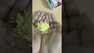 Yellow stamens Pollen Grains youtubeshorts stockingflowers diy craft [upl. by Lamee]