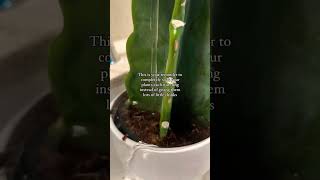 Propagation plants beautiful soillove soilpot soilgrown garden soiltypes farming edit [upl. by Vitkun]