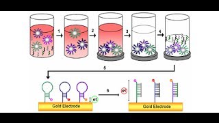 DNA Detection method [upl. by Juan]