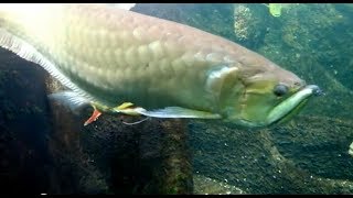 Arowana  Tropical Aquarium with Giant Arowana and Butterfly Peacock Bass [upl. by Leind80]