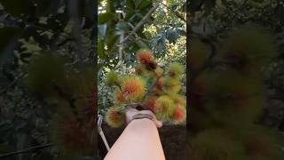 Hairy Fruit  Rambutan [upl. by Inait958]