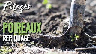 Plantation amp repiquage d’août  LES POIREAUX au jardin potager en permaculture [upl. by Anitsud]