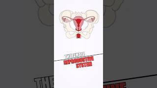 InDepth Guide to Female Reproductive System👩‍🔬 Anatomy Functions amp Essential Health Information🧫 [upl. by Ap]