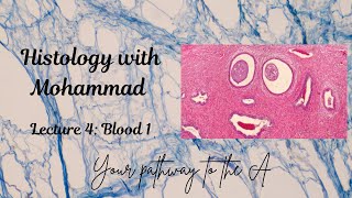 Histology for 2nd year  Lecture 4 Blood 1 [upl. by Venola]