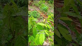 spraying of foliar fertilizer sa cacao [upl. by Anitniuq]