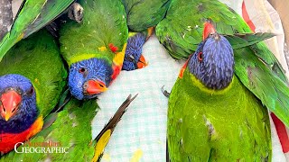 The Mysterious Disease Affecting Australias Lorikeets [upl. by Sivahc]