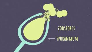 Phytophthora A Life Cycle [upl. by Sainana]