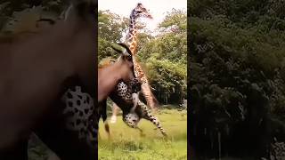 Leopard vs Wildebeest Thrilling Fight Near Tall Giraffe [upl. by Struve394]