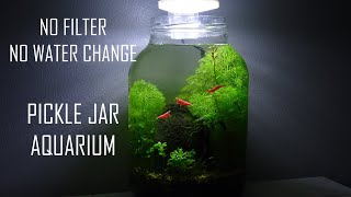 PICKLE JAR AQUARIUM  NO WATER CHANGES  No filter no heater walstad planted ecosystem [upl. by Asilram987]