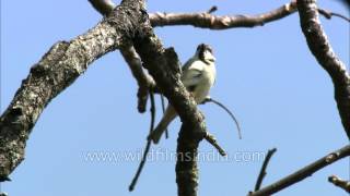 Russet Sparrow [upl. by Llehcam]