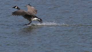 A North American Canada Goose slides in for a splash landing on a northern USA Beaver pond [upl. by Schumer]