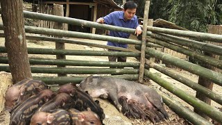 The pig gave birth after I completed the new pen Robert  Green forest life [upl. by Itnahsa]