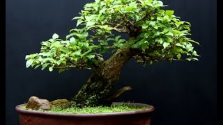 Sageretia Theezans Mame Shohin Bonsai Tree  Bird Plum [upl. by Rodney]